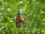 A vibrant monarch butterfly with orange and black wings perched delicately on a slender green plant stem, surrounded by a lush background of green foliage and small white flowers.