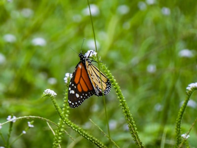 A vibrant monarch butterfly with orange and black wings perched delicately on a slender green plant stem, surrounded by a lush background of green foliage and small white flowers.