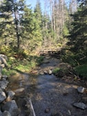 A clear stream flowing through a lush green forest near the aqueduct.