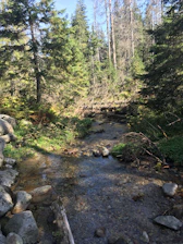 Lush green forest with a clear stream winding through native plants in Waiakalua.