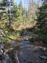 A clear stream flowing through a restored forest.