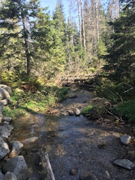 A clear stream flowing through a restored forest.