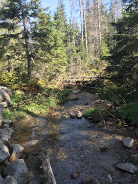 Lush green forest with a clear stream winding through, sunlight filtering through tall native trees.