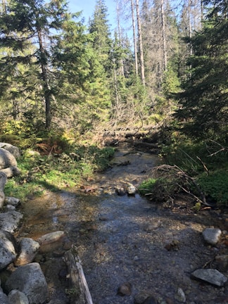 A clear stream flowing through a lush green forest near the aqueduct.