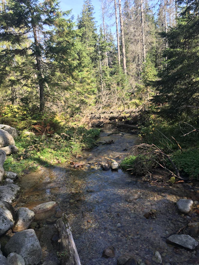 Lush green forest with a clear stream winding through, sunlight filtering through tall native trees.