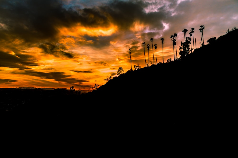 silhouette of trees under cloudy sky