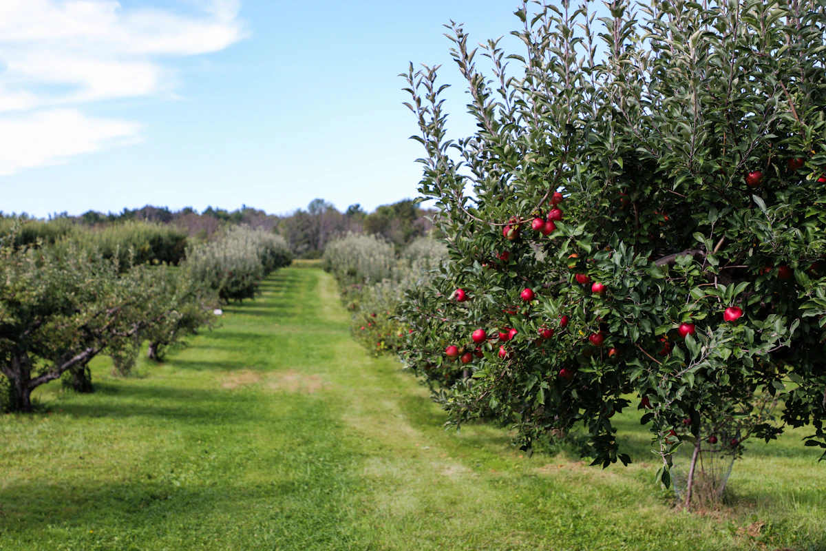 Orchard rows
