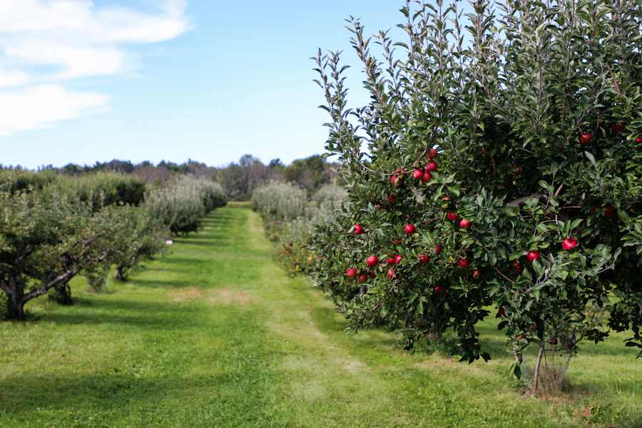 Apple trees in an orchard during daytime
