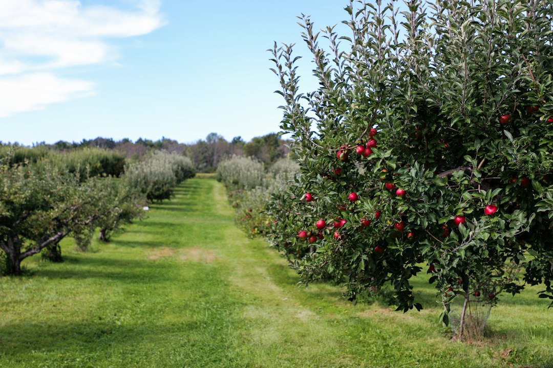 Apple orchard in fall