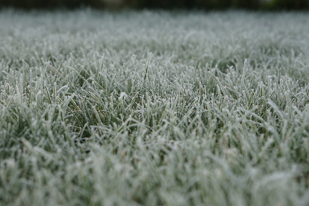 selective focus photography of grasses