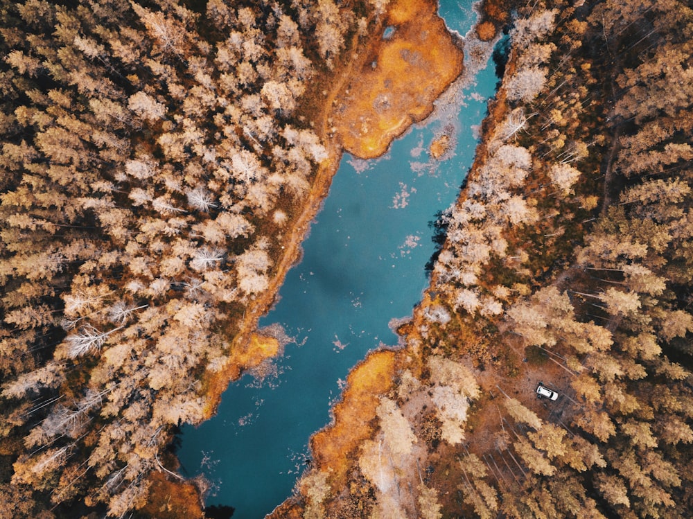 Fotografía a vista de pájaro de un cuerpo de agua entre árboles