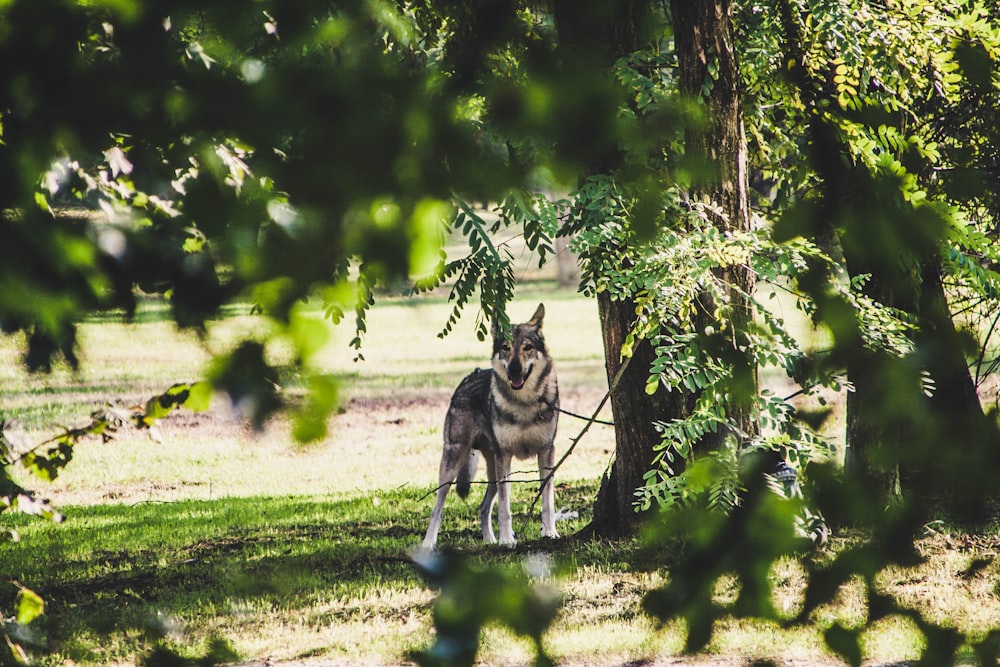 selective focus photography of adult sable German shepherd under green leafed tree