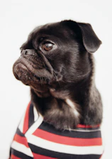 A cheerful black pug mascot wearing glasses and a suit, guiding kids in a colorful classroom.