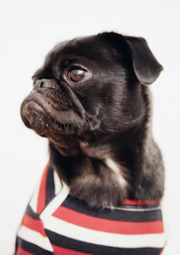 A cheerful black pug mascot wearing glasses and a suit, guiding kids in a colorful classroom.