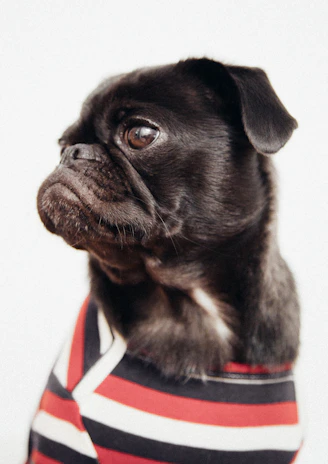 Nokko the black pug mascot wearing glasses and a suit, welcoming students at the academy entrance.