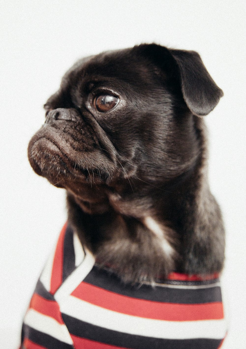 adult black pug wearing white, black, and red striped apparel