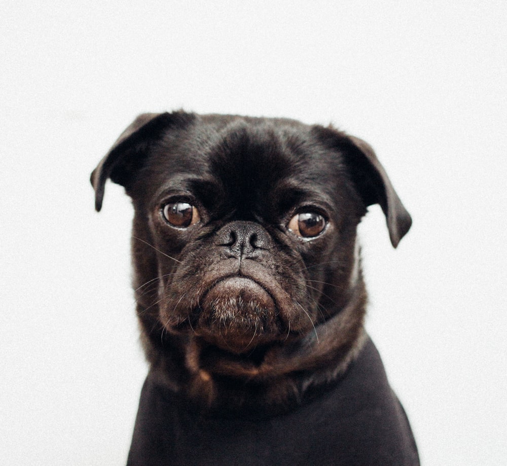 black pug on white background