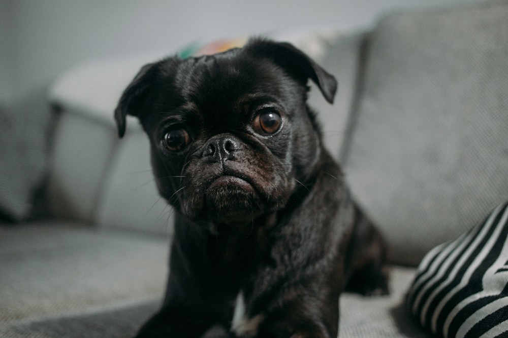 black pug on gray fabric sofa