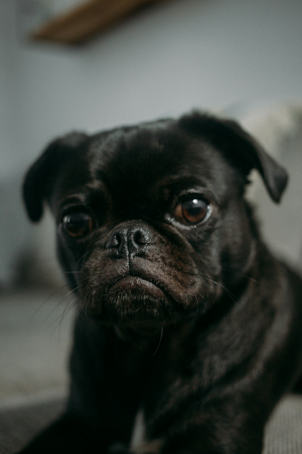 focus photo of black pug puppy