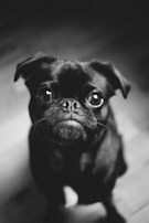 A close-up black and white portrait of a small dog with large, expressive eyes and a wrinkled snout. The lighting creates a dramatic effect, highlighting the details of the fur and eyes. The background is out of focus, emphasizing the dog as the main subject.