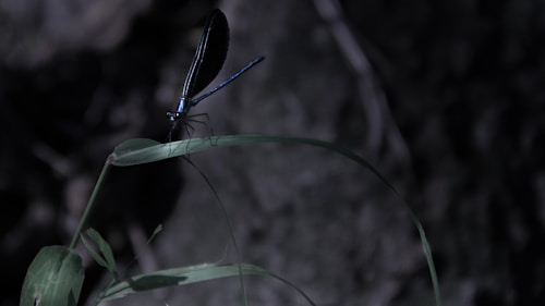 A dark-toned image captures a dragonfly perched delicately on a slender blade of grass. The dragonfly's wings are partially illuminated, showcasing iridescent blue hues against a blurred, shadowy background. The surrounding foliage is minimally visible, adding to the mysterious ambiance.