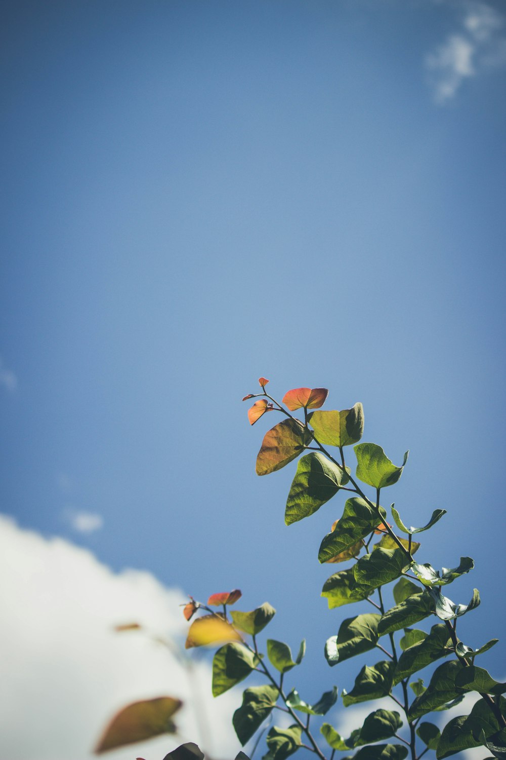 green leafed plant