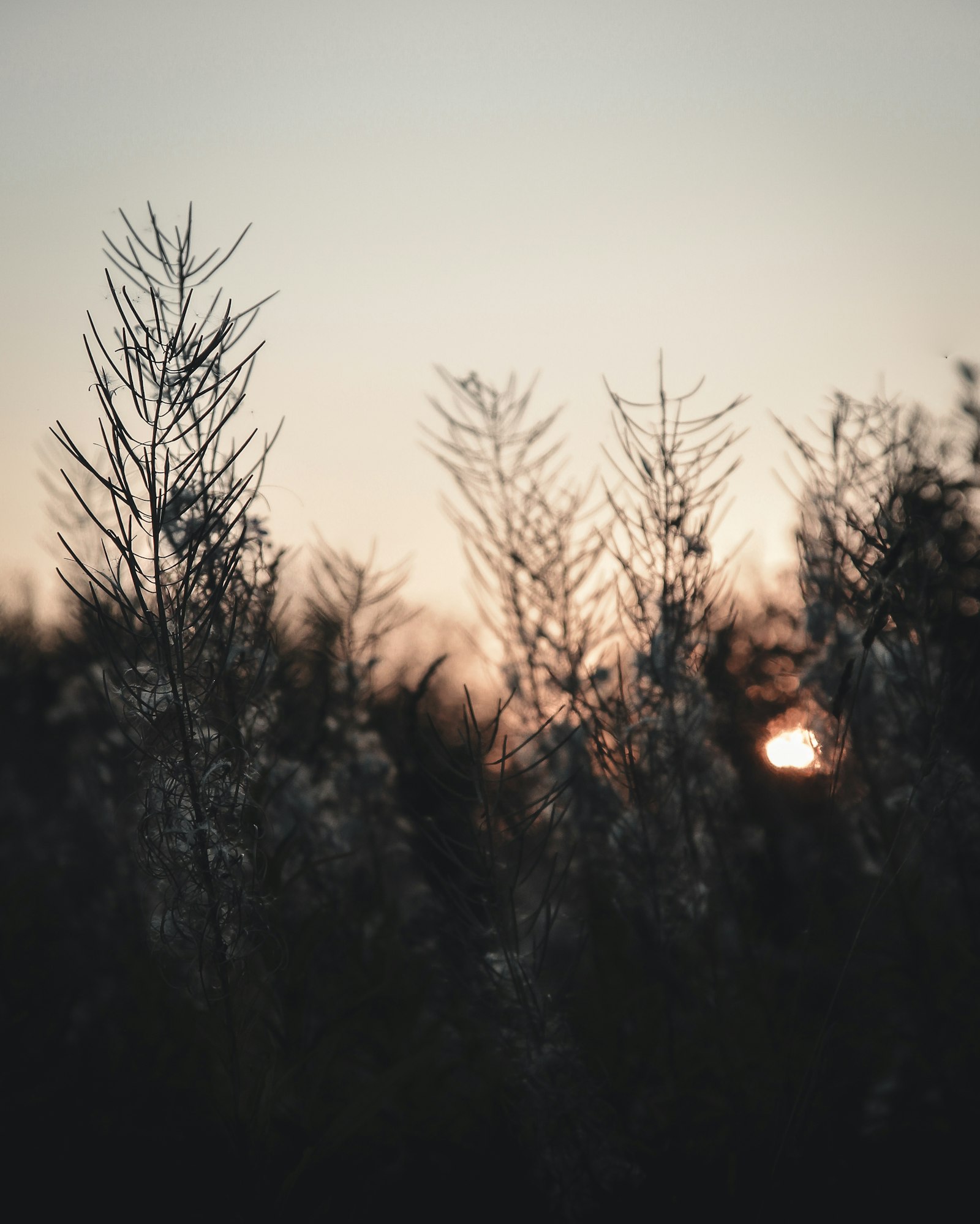 Sigma 17-70mm F2.8-4 DC Macro OS HSM sample photo. Silhouette of plants photography