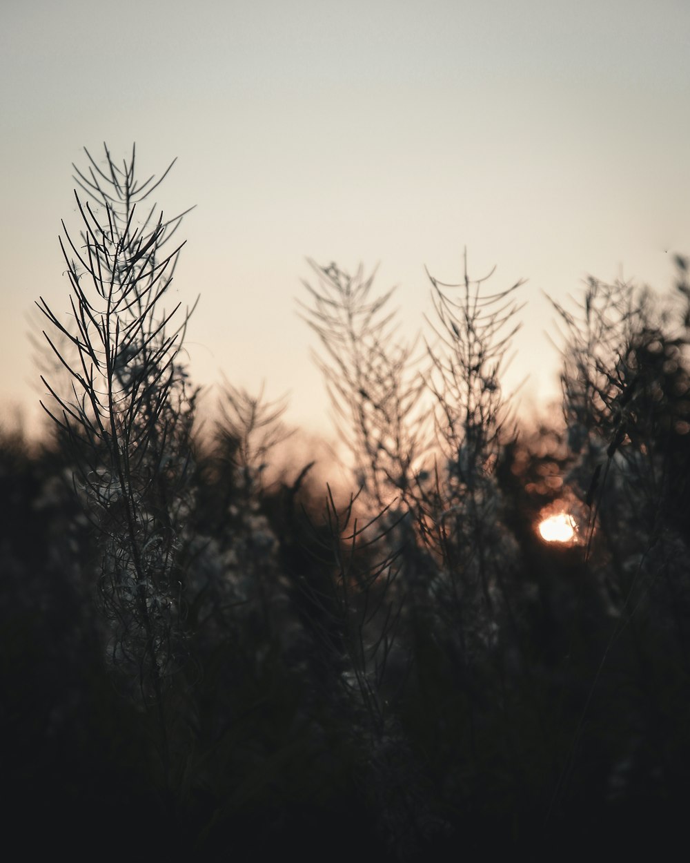 silhouette of plants