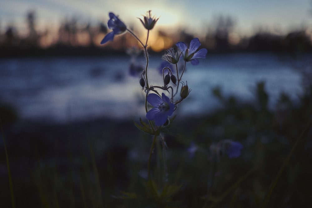 focus photography of purple flowers