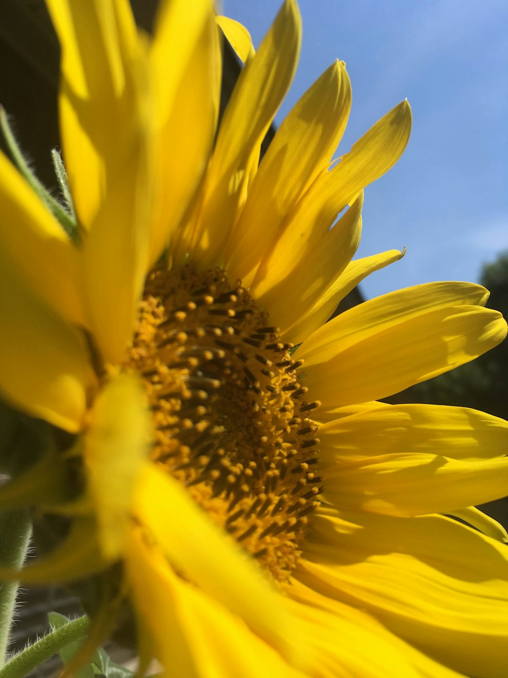 close-up photography of yellow sunflower during daytime