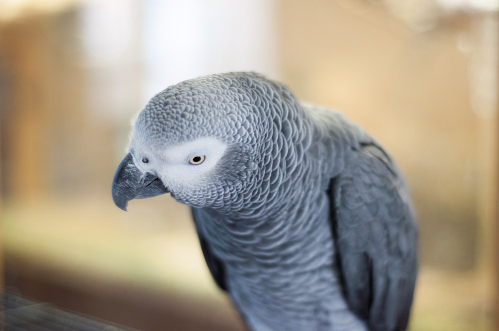 grey parrot