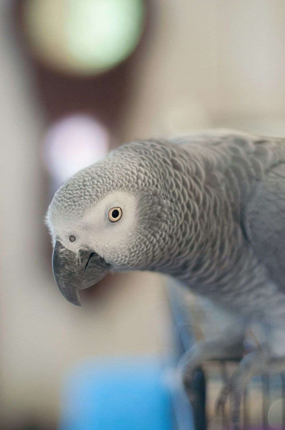 African Gray parrot selective focus photography