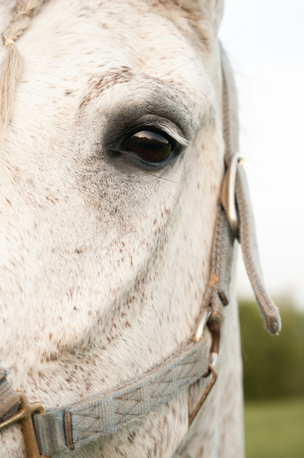 close-up photography of white horse during daytime