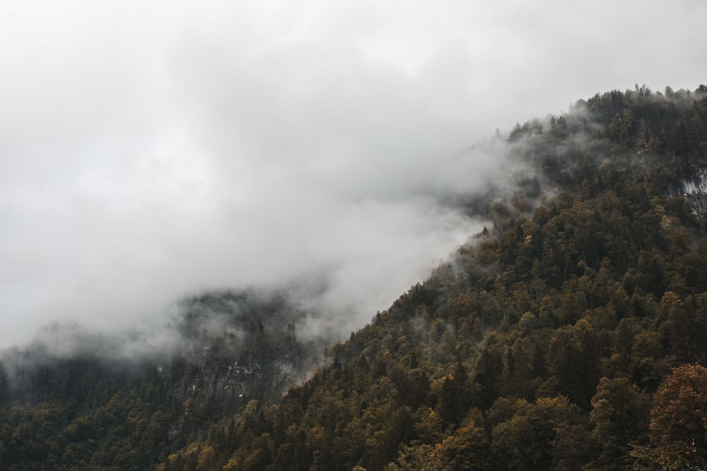 mountain covered with fog