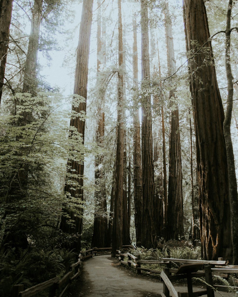 pathway between trees during daytime