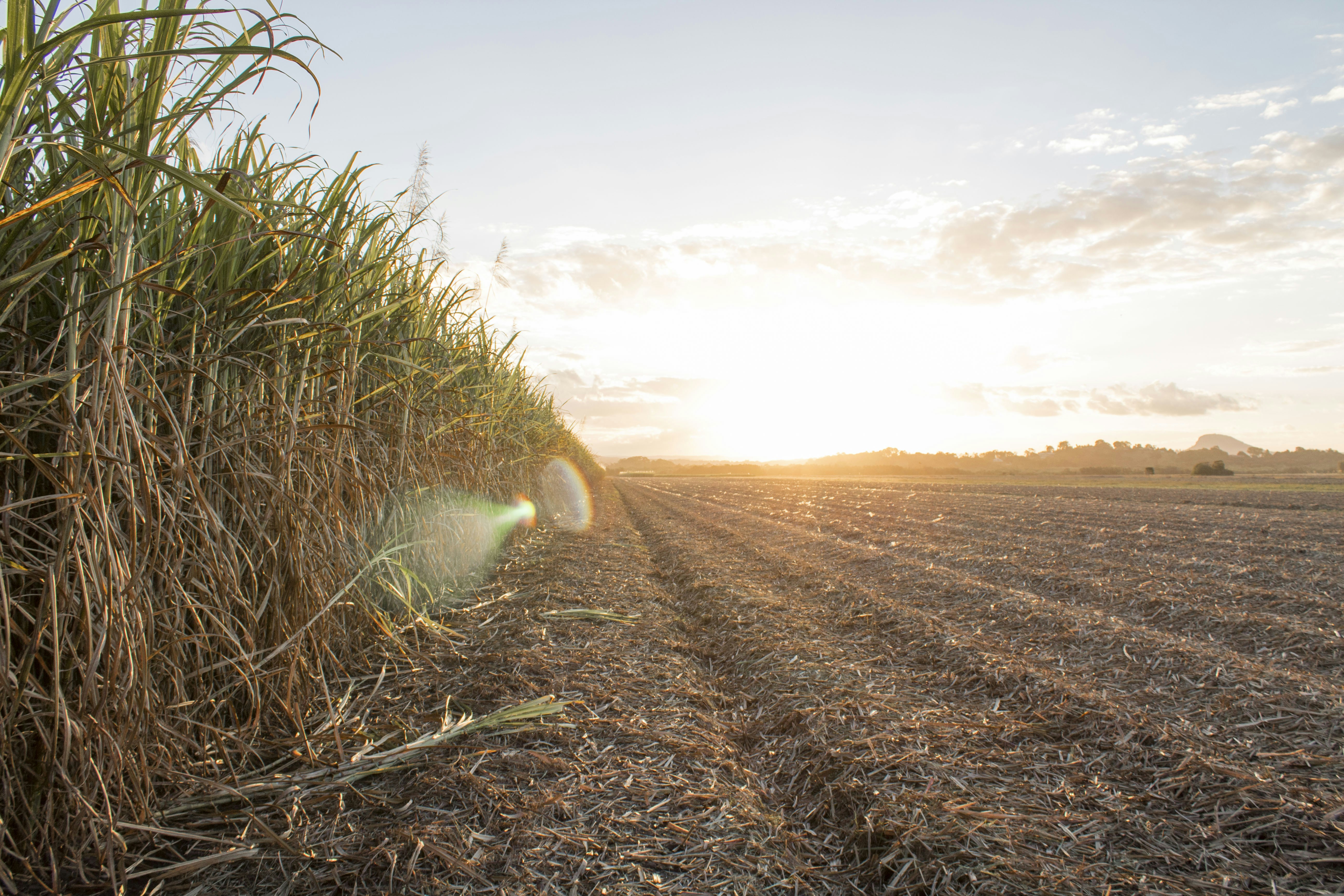 Sugarcane stalks in a farm field under bright sunlight Maharashtra India