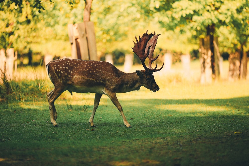 brown deer on grass field