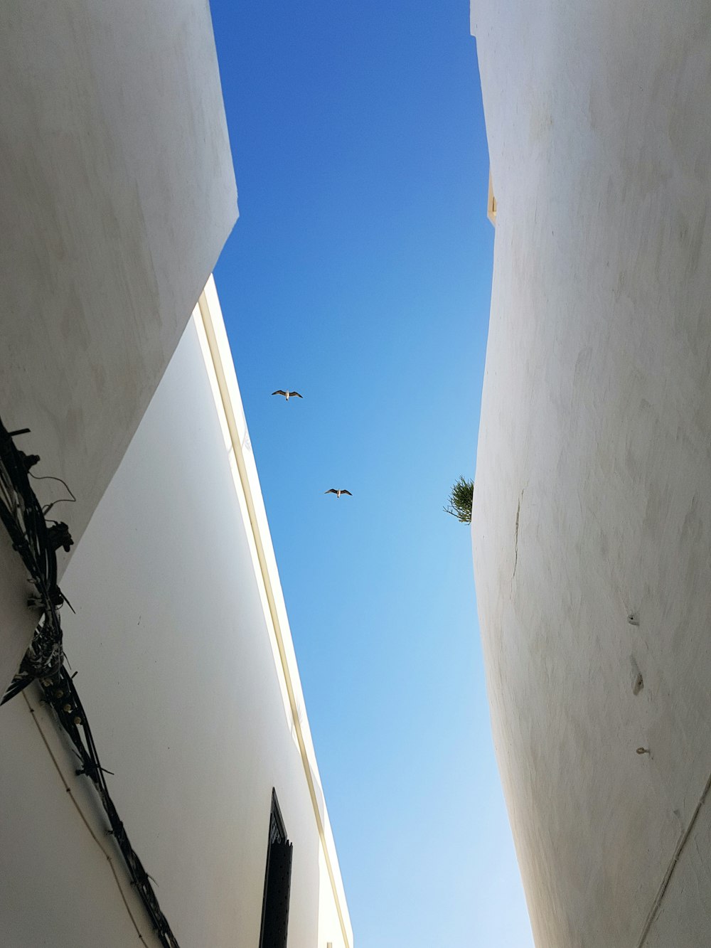 low angle photography of two flying birds