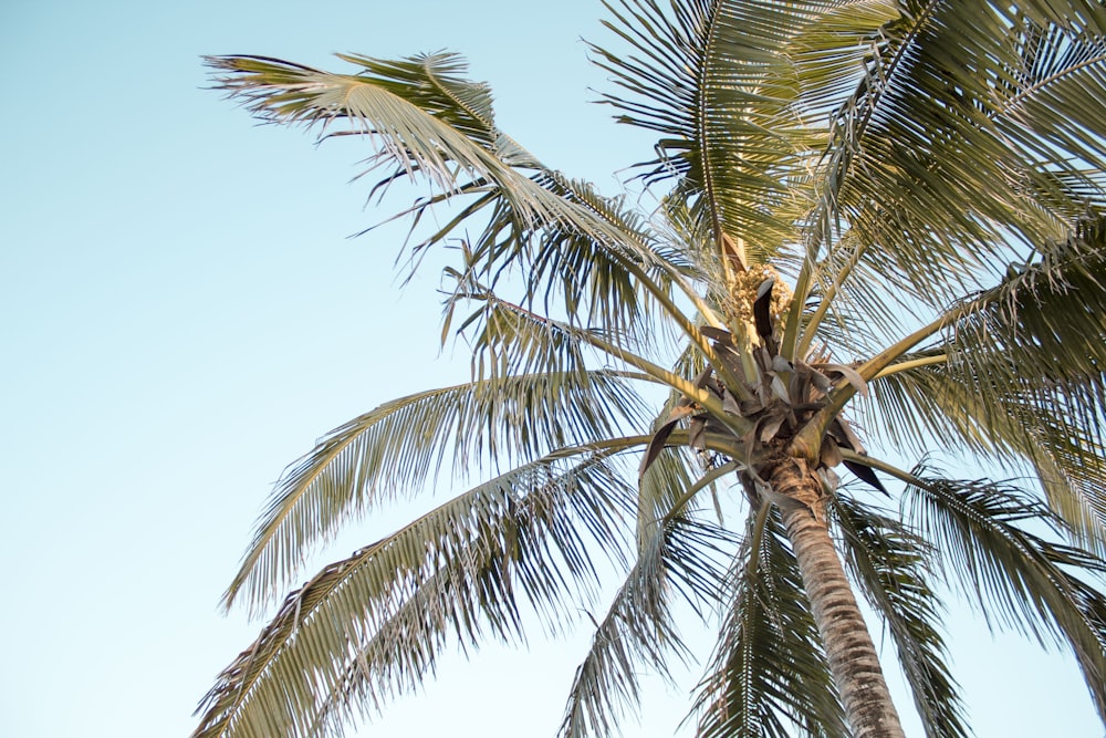 coconut tree low angle photography