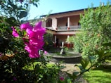 A courtyard garden with vibrant pink bougainvillea flowers in the foreground, lush greenery, and a small stone fountain at the center. The background features a two-story building with white railings and red trim, surrounded by more plants and trees.