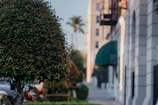 Close-up of well-trimmed bushes alongside a clean and tidy office building exterior.
