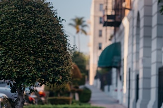 A neatly trimmed bush in the foreground stands next to a sidewalk lined with buildings. The background appears slightly blurred, featuring a palm tree and architectural elements of an urban street, conveying a serene urban setting.