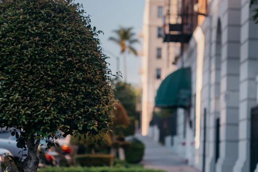 Close-up of well-trimmed bushes alongside a clean and tidy office building exterior.