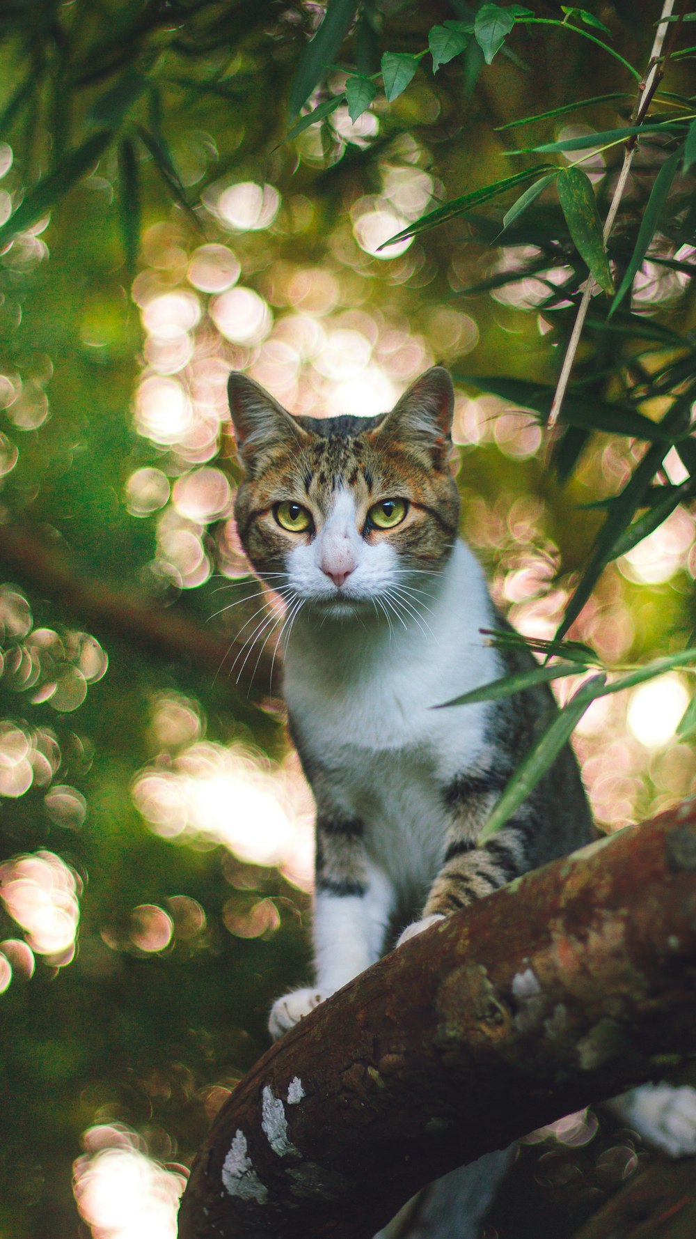 gatto soriano marrone e nero in piedi sul ramo dell'albero