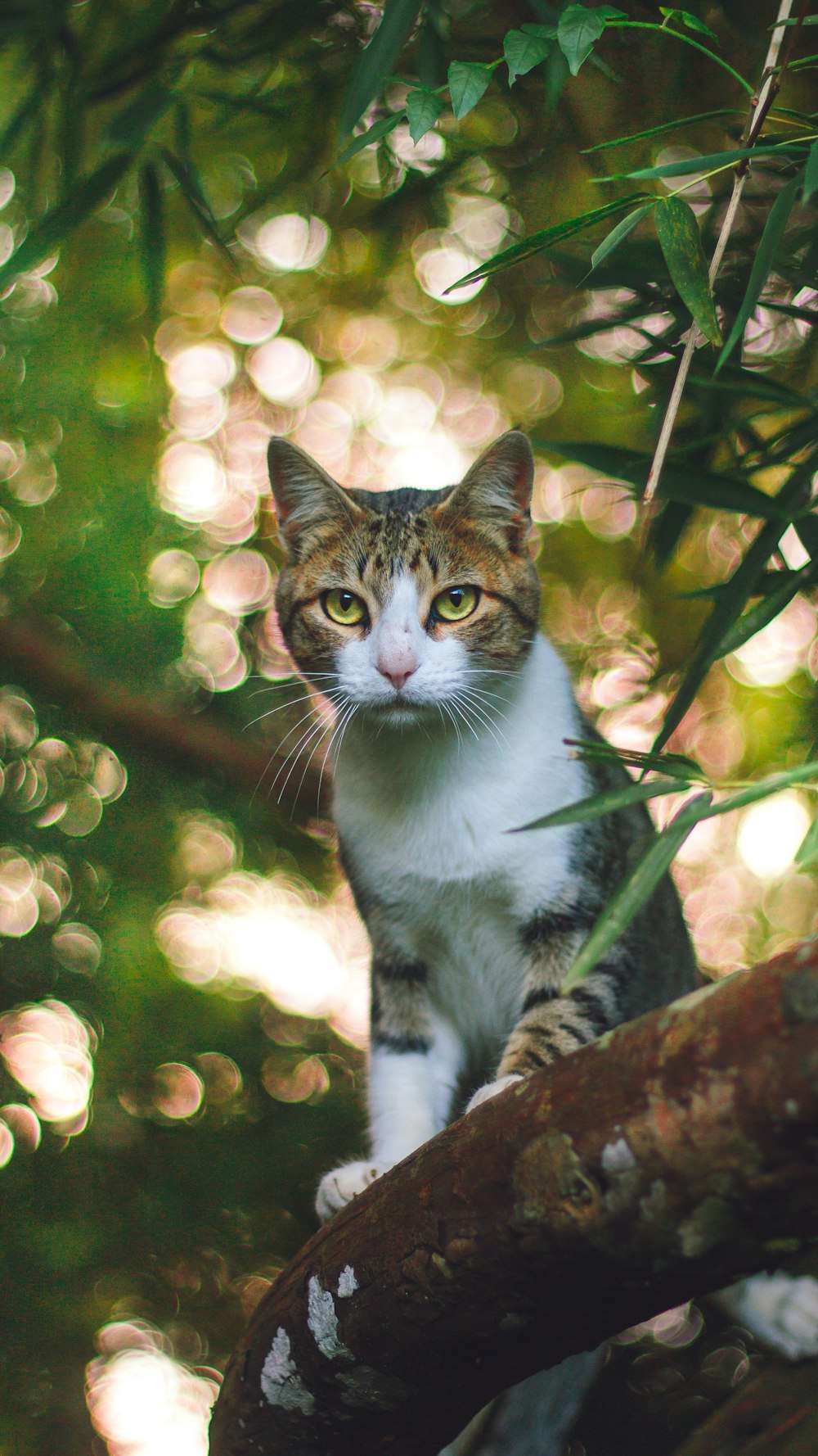 brown and black tabby cat standing on tree branch
