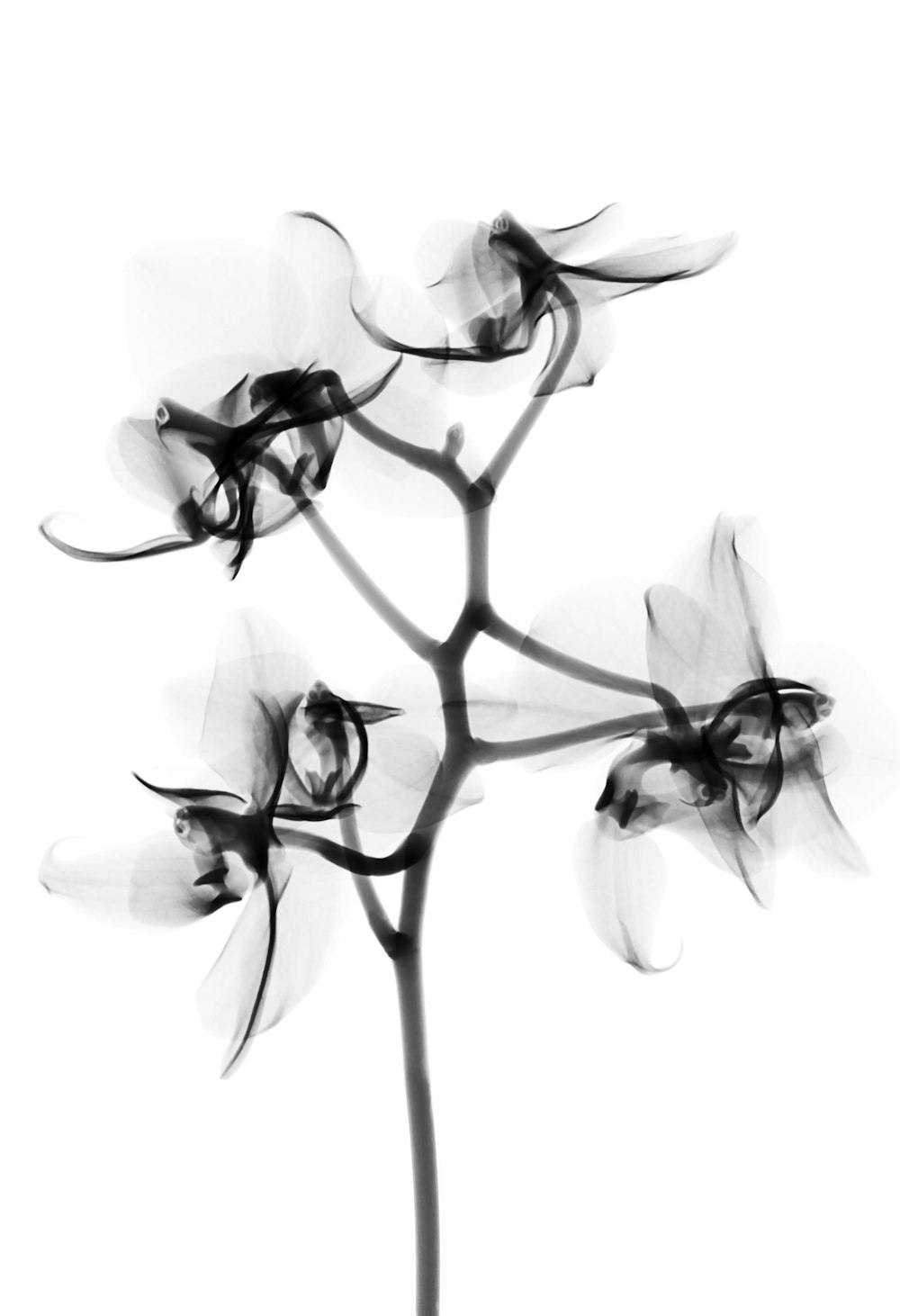 蛾の蘭の花のグレースケール写真