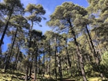 Tall pine trees stretch upwards towards the bright blue sky, their branches forming a dense canopy. Sunlight filters through the leaves, creating dappled patterns on the ground. The forest is lush and green, suggesting a healthy, serene environment.