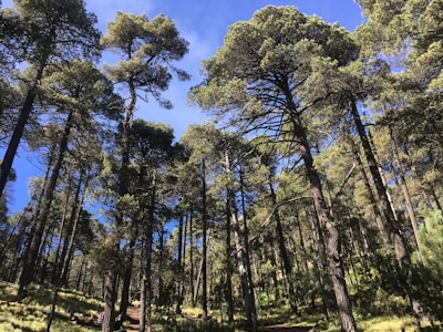 Tall pine trees stretch upwards towards the bright blue sky, their branches forming a dense canopy. Sunlight filters through the leaves, creating dappled patterns on the ground. The forest is lush and green, suggesting a healthy, serene environment.
