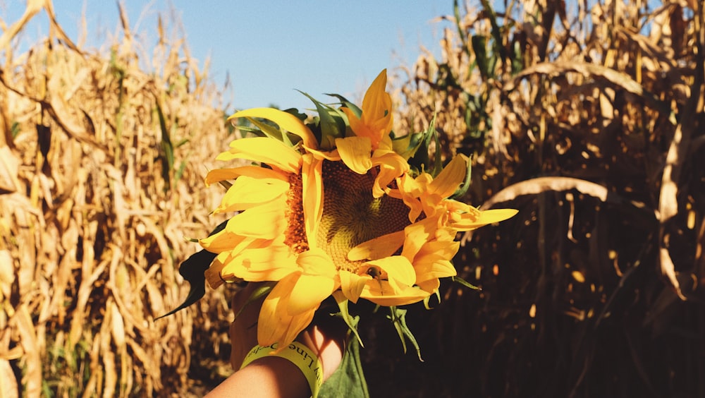 yellow flower