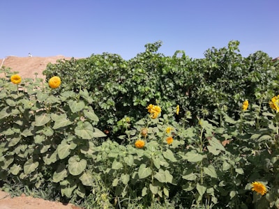 A peaceful garden scene with blooming flowers grown from our seeds under a sunny sky.